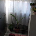 Къща в с. Божурово, Област Добрич - 80 кв.м за 319 €/кв.м - Снимка #1