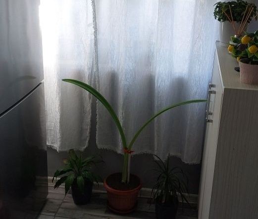 Къща в с. Божурово, Област Добрич - 80 кв.м за 319 €/кв.м - Снимка #1