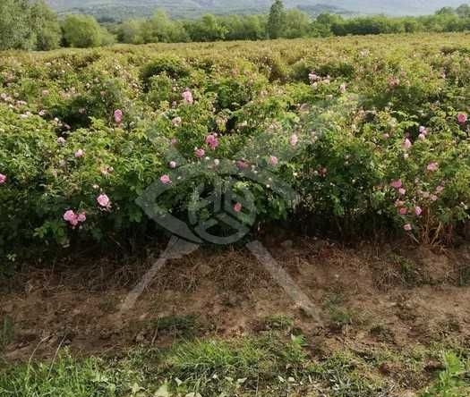 Земеделски имот в Карлово -  кв.м за 474 €/дка - Снимка #1