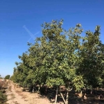 Парцел в с. Желязно, Област Пловдив - 56000 кв.м за 3 €/кв.м - Снимка #1