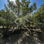 Парцел в с. Цалапица, Област Пловдив - 6600 кв.м за 4 €/кв.м - Снимка #1