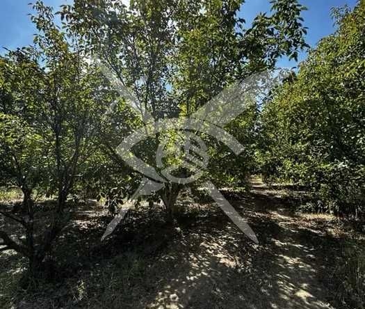 Парцел в с. Цалапица, Област Пловдив - 6600 кв.м за 4 €/кв.м - Снимка #1