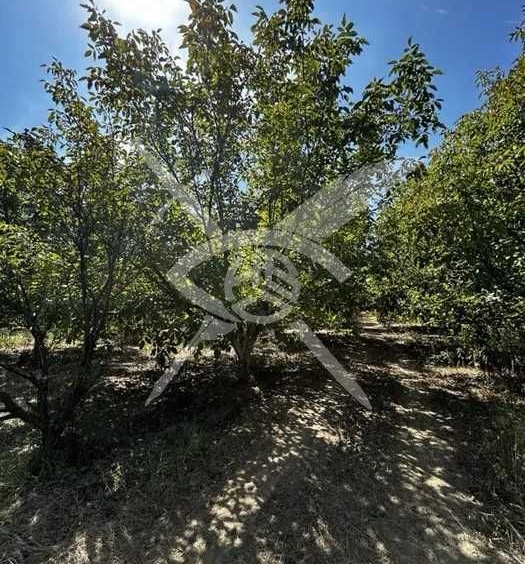 Парцел в с. Цалапица, Област Пловдив - 6600 кв.м за 4 €/кв.м - Снимка #1