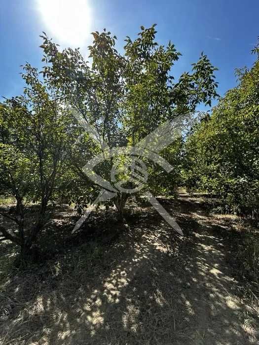 Парцел в с. Цалапица, Област Пловдив - 6600 кв.м за 4 €/кв.м - Снимка #1