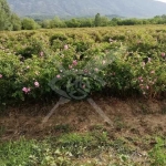 Земеделски имот в Карлово -  кв.м за 1000 €/дка - Снимка #1