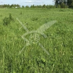 Парцел в Перущица - 489 кв.м за 88 €/кв.м - Снимка #1