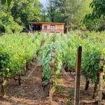 Къща в Първомай - 35 кв.м за 429 €/кв.м - Снимка #1