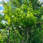 Къща в с. Русокастро, Област Бургас - 95 кв.м за 348 €/кв.м - Снимка #1