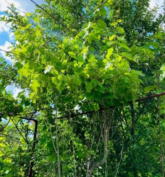 Къща в с. Русокастро, Област Бургас - 95 кв.м за 348 €/кв.м - Снимка #1