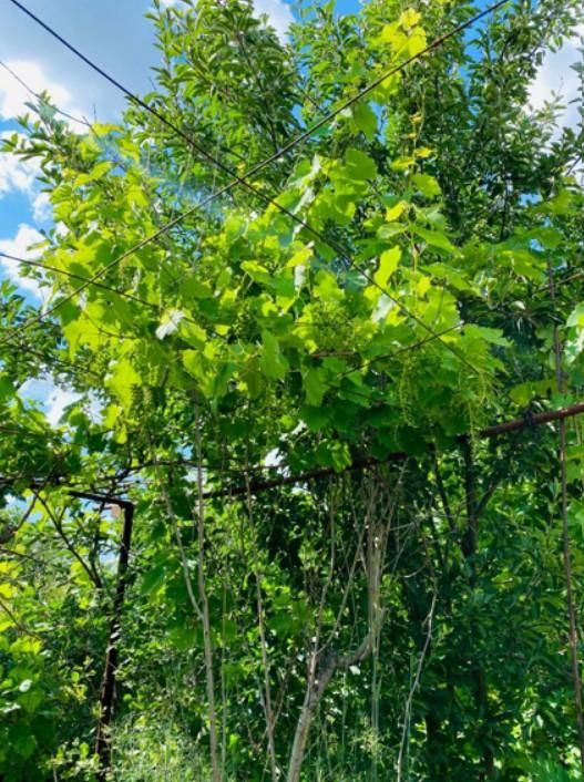 Къща в с. Русокастро, Област Бургас - 95 кв.м за 348 €/кв.м - Снимка #1