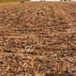 Земеделски имот в Варна, Чайка -  кв.м за 2550 €/дка - Снимка #1