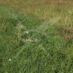 Парцел в с. Царацово, Област Пловдив - 2700 кв.м за 4 €/кв.м - Снимка #1