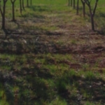 Земеделски имот в Перущица -  кв.м за 1 €/дка - Снимка #1