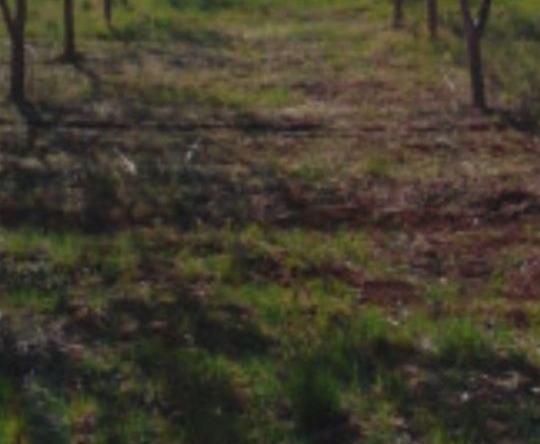 Земеделски имот в Перущица -  кв.м за 1 €/дка - Снимка #1