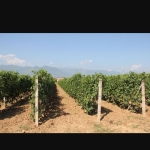 Земеделски имот в Пловдив, Център -  кв.м за 1632 €/дка - Снимка #1