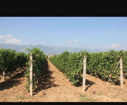 Земеделски имот в Пловдив, Център -  кв.м за 1632 €/дка - Снимка #1