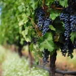 Земеделски имот в с. Зимница, Област Ямбол -  кв.м за 2 €/дка - Снимка #1