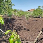 Парцел в с. Пещерско, Област Бургас - 1601 кв.м за 19 €/кв.м - Снимка #1