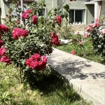 Къща в Елхово - 150 кв.м за 521 €/кв.м - Снимка #1