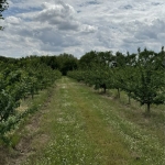 Земеделски имот в с. Крислово, Област Пловдив -  кв.м за 2267 €/дка - Снимка #1