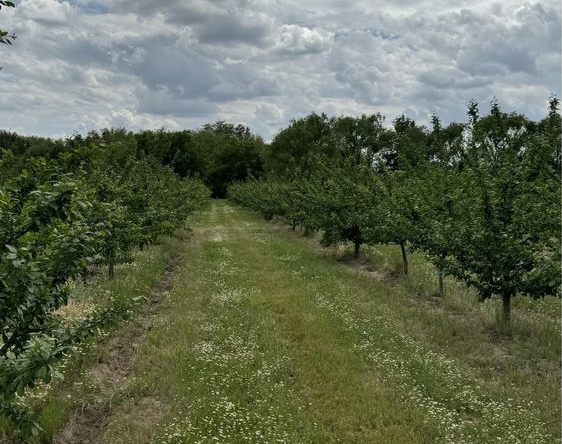 Земеделски имот в с. Крислово, Област Пловдив -  кв.м за 2267 €/дка - Снимка #1