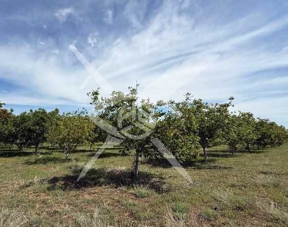 Земеделски имот в София, Хладилника -  кв.м за 3 €/дка - Снимка #1