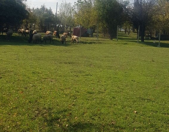 Парцел в Кюстендил, Бял камък - 4720 кв.м за 11 €/кв.м - Снимка #1