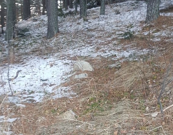 Парцел в с. Паничище, Област Кюстендил - 2000 кв.м за 66 €/кв.м - Снимка #1