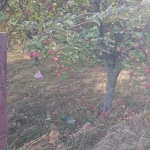 Земеделски имот в с. Червен брег, Област Кюстендил -  кв.м за 5100 €/дка - Снимка #1