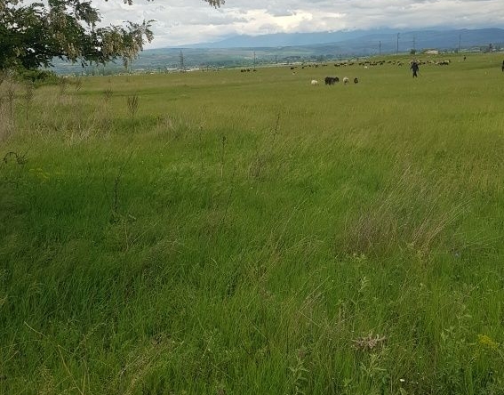 Парцел в Кюстендил, Бузлуджа - 3600 кв.м за 2 €/кв.м - Снимка #1