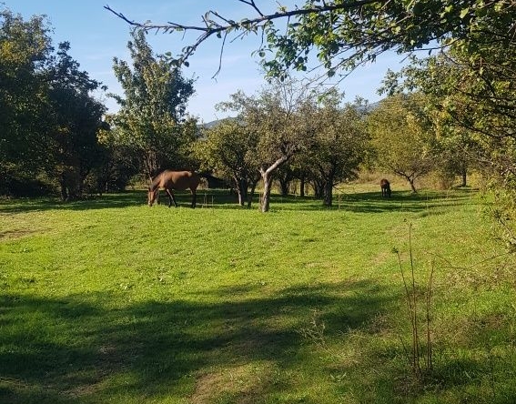 Парцел в Сапарева баня - 3500 кв.м за 46 €/кв.м - Снимка #1