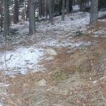 Парцел в с. Паничище, Област Кюстендил - 2000 кв.м за 66 €/кв.м - Снимка #1