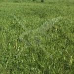 Парцел в Пловдив, Индустриална зона - Юг - 1668 кв.м за 200 €/кв.м - Снимка #1