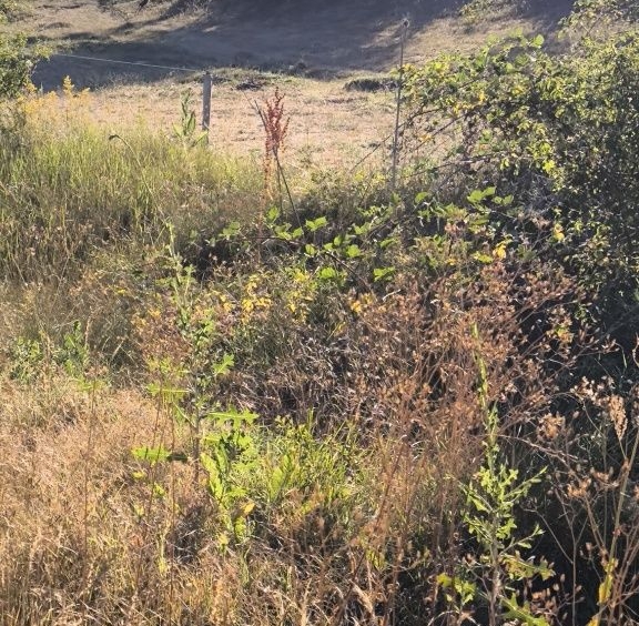 Парцел в с. Караполци, Област София-област - 350 кв.м за 100 €/кв.м - Снимка #1