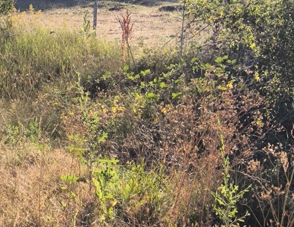 Парцел в с. Караполци, Област София-област - 350 кв.м за 51 €/кв.м - Снимка #1