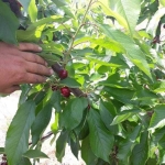 Земеделски имот в с. Брестник, Област Пловдив -  кв.м за 11572 €/дка - Снимка #1