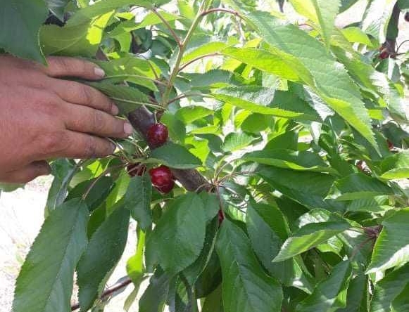 Земеделски имот в с. Брестник, Област Пловдив -  кв.м за 11572 €/дка - Снимка #1