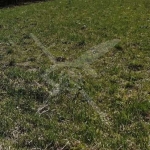 Парцел в с. Караджалово, Област Пловдив - 1100 кв.м за 9 €/кв.м - Снимка #1