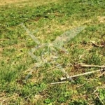 Парцел в с. Труд, Област Пловдив - 4810 кв.м за 25 €/кв.м - Снимка #1