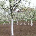 Парцел в с. Церетелево, Област Пловдив - 2000 кв.м за 12 €/кв.м - Снимка #1