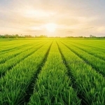 Земеделски имот в с. Караново, Област Сливен -  кв.м за 782 €/дка - Снимка #1