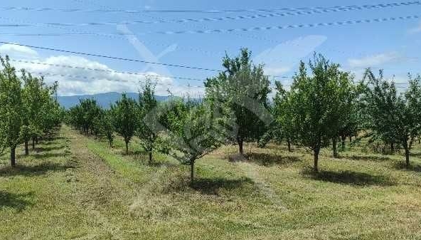 Парцел в с. Крумово, Област Пловдив - 4000 кв.м за 3 €/кв.м - Снимка #1