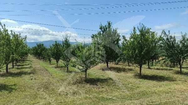 Парцел в с. Крумово, Област Пловдив - 4000 кв.м за 3 €/кв.м - Снимка #1