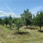 Парцел в с. Крумово, Област Пловдив - 4000 кв.м за 3 €/кв.м - Снимка #1