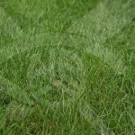 Парцел в с. Цалапица, Област Пловдив - 1709 кв.м за 26 €/кв.м - Снимка #1