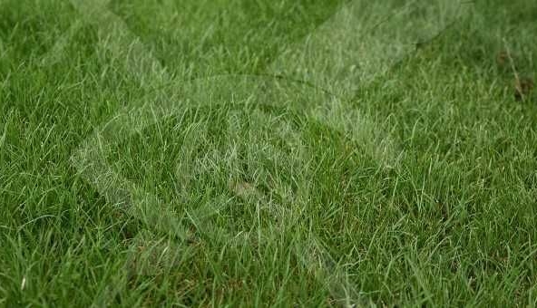 Парцел в с. Цалапица, Област Пловдив - 1709 кв.м за 26 €/кв.м - Снимка #1