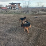 Парцел в с. Брестник, Област Пловдив - 991 кв.м за 19 €/кв.м - Снимка #1