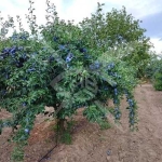 Земеделски имот в с. Куртово Конаре, Област Пловдив -  кв.м за 3 €/дка - Снимка #1