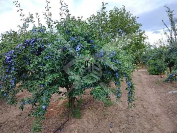 Земеделски имот в с. Куртово Конаре, Област Пловдив -  кв.м за 3 €/дка - Снимка #1