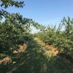 Парцел в с. Маноле, Област Пловдив - 71000 кв.м за 3 €/кв.м - Снимка #1